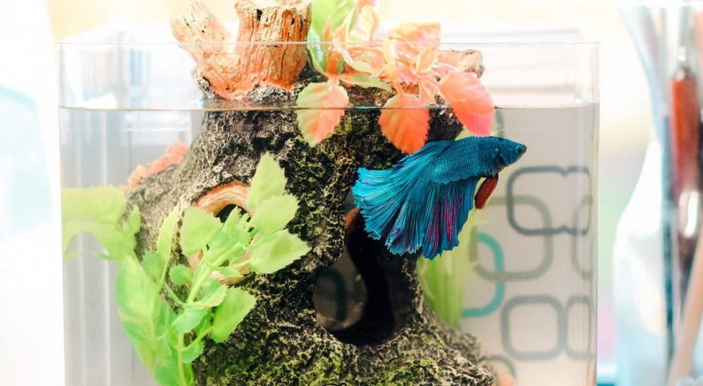Fish Aquarium 101: Easy Guide to Building a DIY Fish Tank