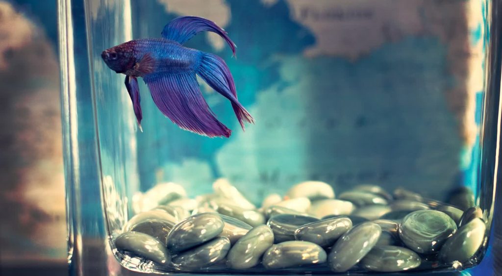 21 Mini Aquascaping Ideas: Easy Guide with Aquascaping Kits 21 Mini Aquascaping Ideas: Easy Guide with Aquascaping Kits
