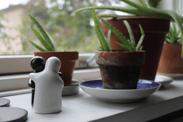 Sun Loving Plants that Require Direct Light