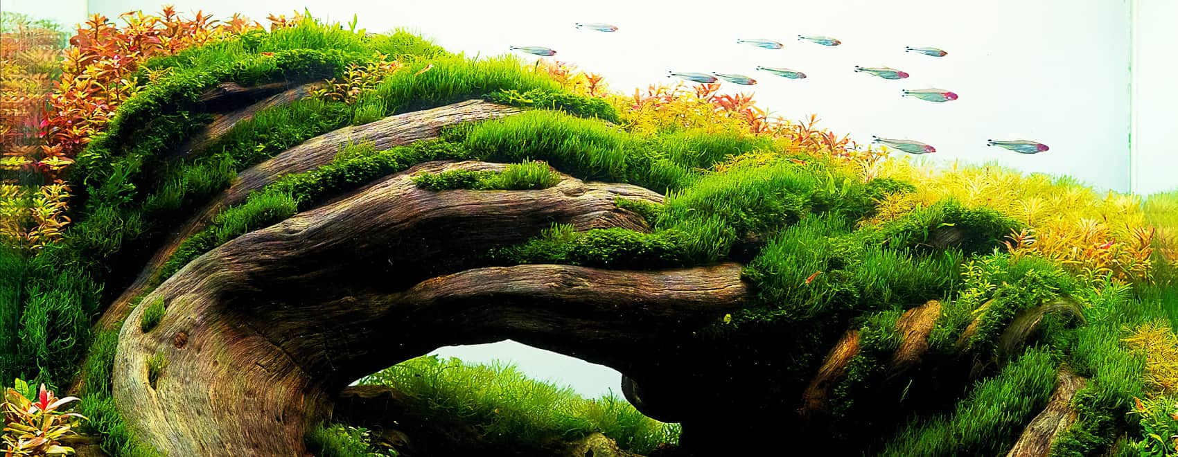 25 Best Aquascaping Ideas with Instructional Guide for 2022 25 Best Aquascaping Ideas with Instructional Guide for 2022