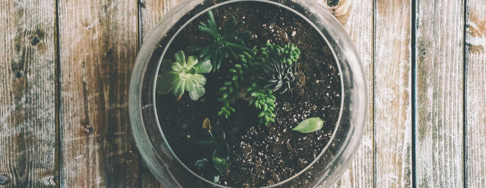 21 Best Terrarium Plants for a Closed and Open Terrarium