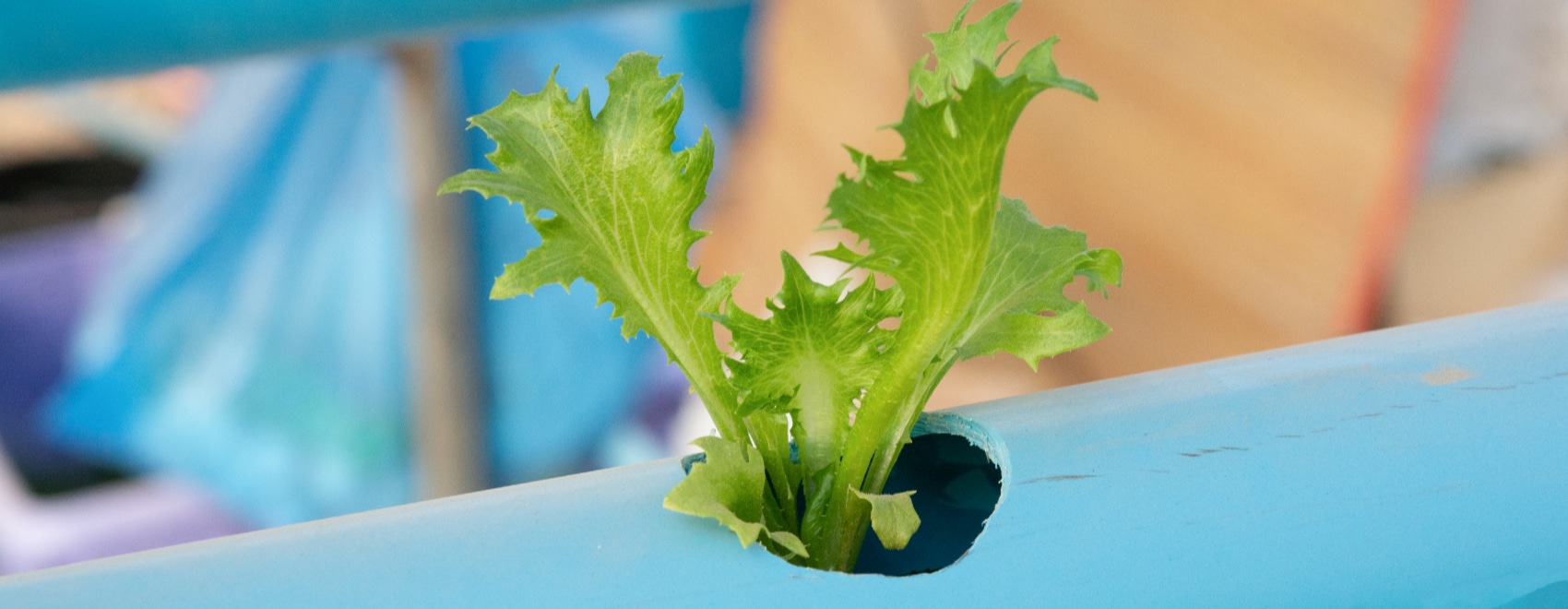 Aquaponics 101: Quick and Easy Aquaponic Systems Full Guide