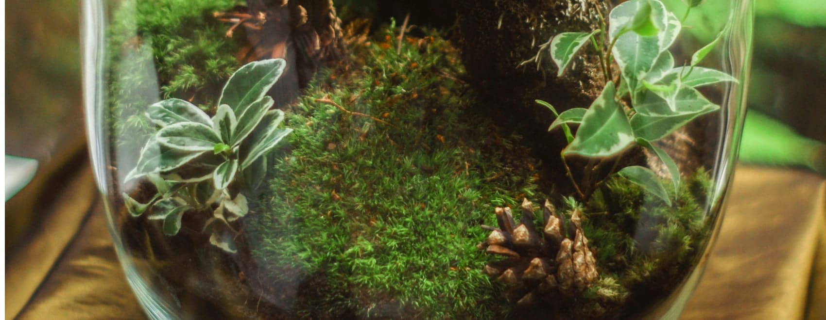 Jarrarium Beginner’s Guide with the 7 Best Jarrarium Kits