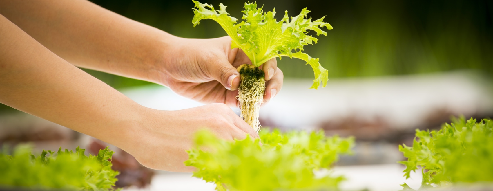 Hydroponics: a Get Started with Hydroponic Systems Guide