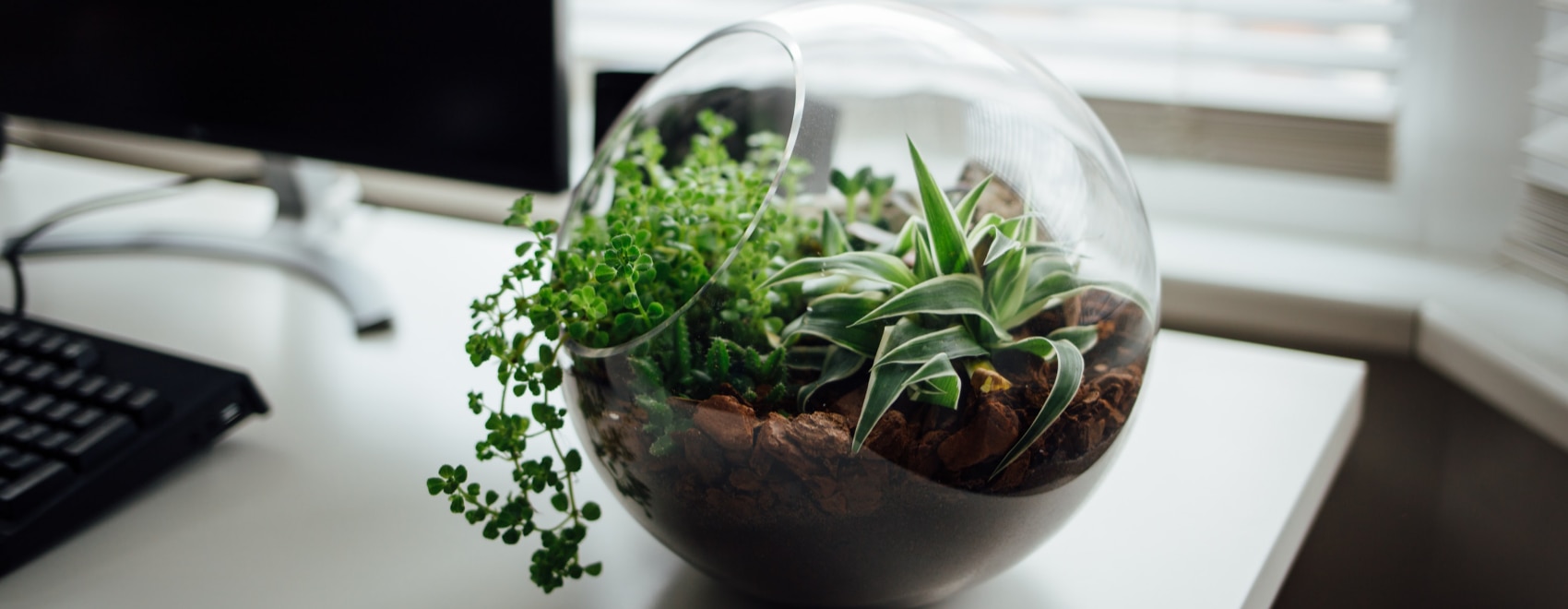 Terrarium: A Complete Guide on Terrarium Plants, Ideas & Building Kits Terrarium: A Complete Guide on Terrarium Plants, Ideas & Building Kits