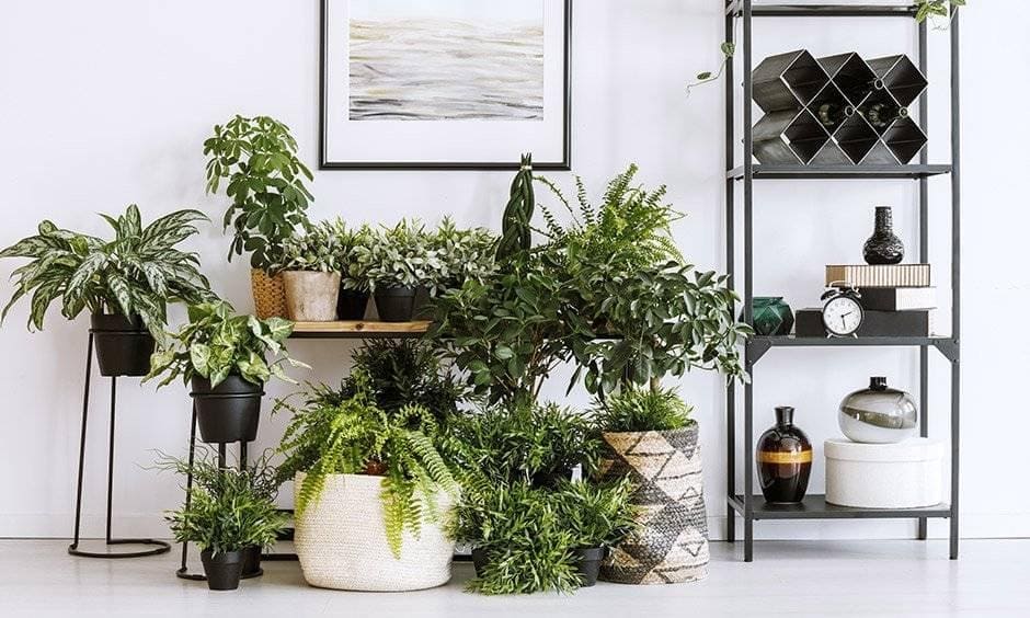 Spiff Up Your Home: 6 Types Of Indoor Plants Make It Easy Spiff Up Your Home: 6 Types Of Indoor Plants Make It Easy