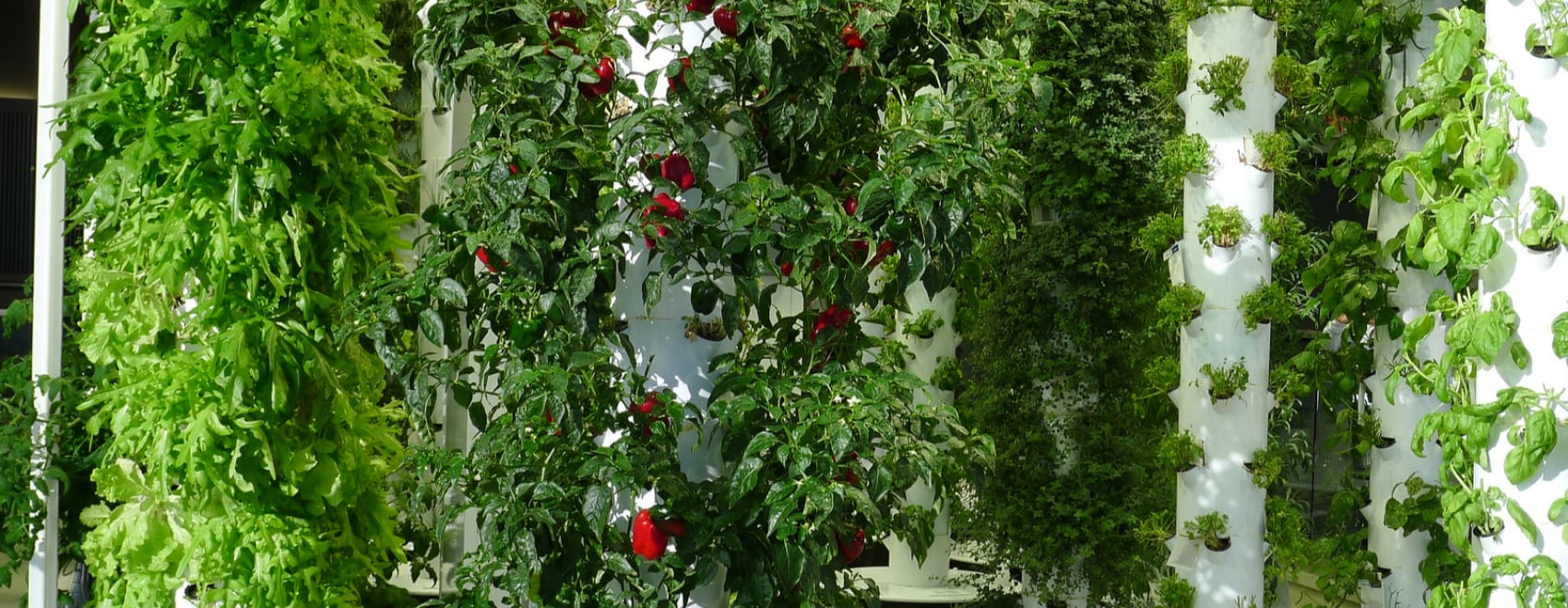 Aeroponics: The Definitive Guide to Get Started with Aeroponic Systems